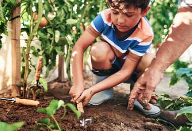 Cultivar plantas en huerta casera 