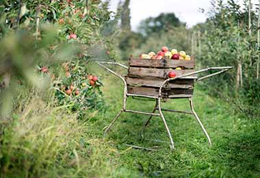 Una canasta llena de manzanas para veganos y vegetarianos