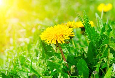    El diente de león es una flor comestible          