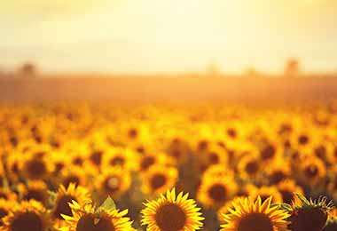    Los girasoles también son flores comestibles          