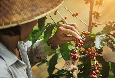 Día internacional del café granos recolectados manualmente Día internacional del café granos recolectados manualmente