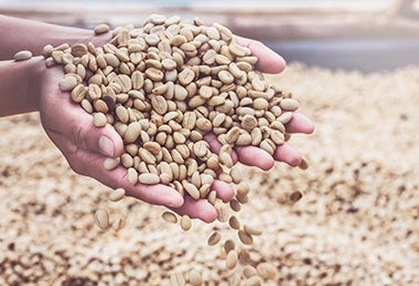 Día internacional del café granos verdes sin tostar Día internacional del café granos verdes sin tostar