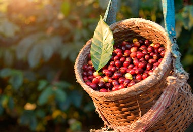 Día internacional del café granos recolectados sin despulpar Día internacional del café granos recolectados sin despulpar