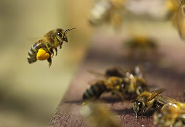 Abejas produciendo miel Abejas produciendo miel