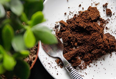 Residuos de café para hacer composta y nutrir plantas Residuos de café para hacer composta y nutrir plantas
