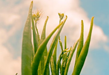 Penca de planta para qué sirve la sábila Penca de planta para qué sirve la sábila