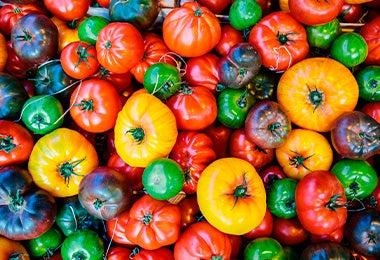 Variedad de tomates ingredientes que se usa para tatemado Variedad de tomates ingredientes que se usa para tatemado