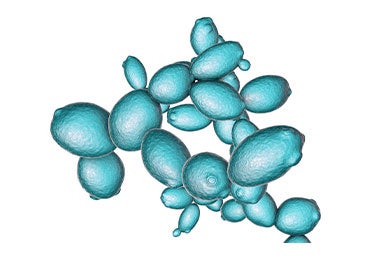 El microorganismo con el que se hace la levadura nutricional