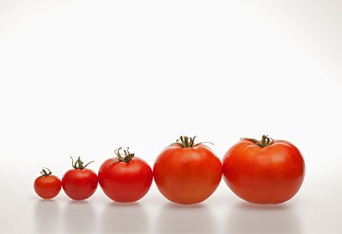 Distintos tipos de tomates en un balde