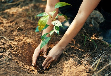  Planta al aire libre con abonos naturales 