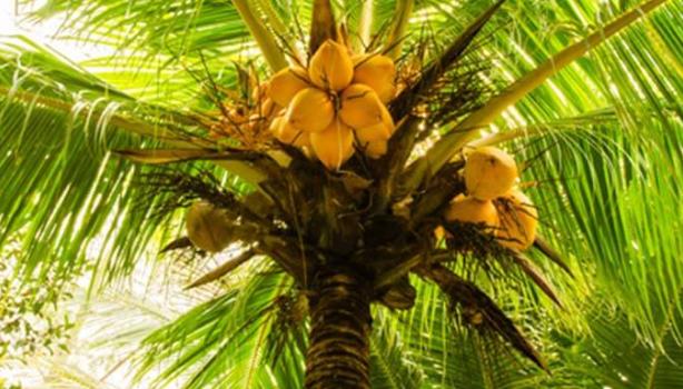 Conocé cuáles son los frutos de palmera | Recetas Nestlé