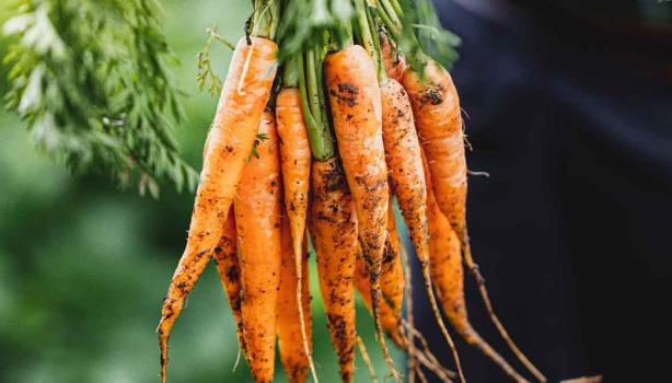 Existen muchísimas recetas con zanahoria para usarla cruda o cocinada.