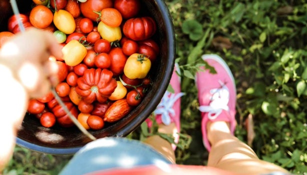 Distintos tipos de tomates en un balde