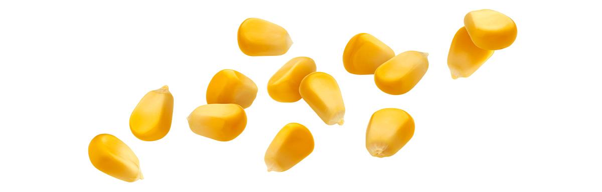 Todo lo que tenés que saber sobre el maíz | Recetas Nestlé