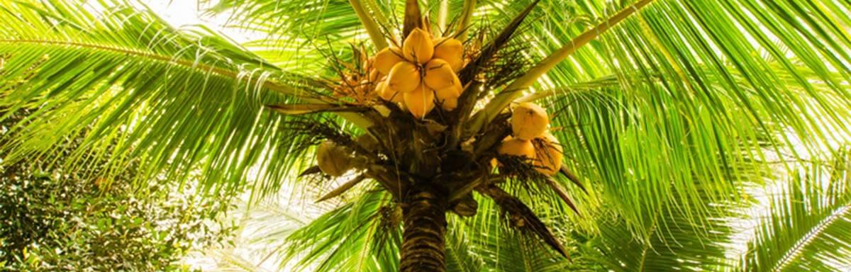 Conocé cuáles son los frutos de palmera | Recetas Nestlé
