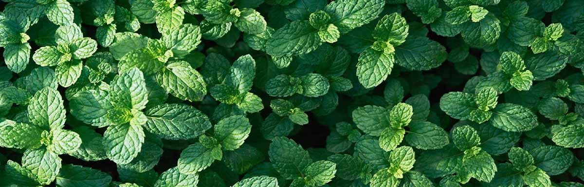 Hojas frescas de hierbas aromáticas  