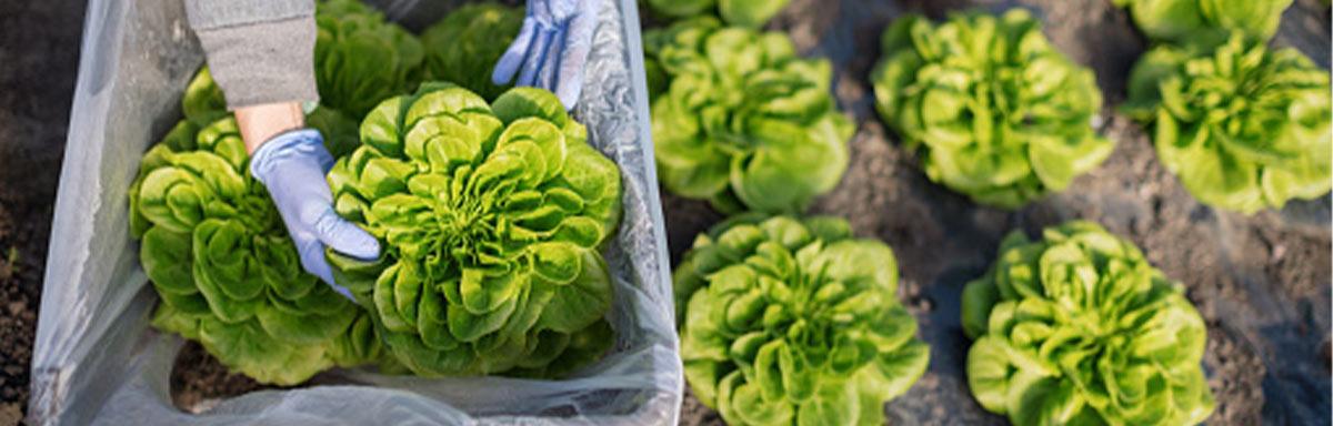Cuáles son los tipos de lechuga que existen | Recetas Nestlé