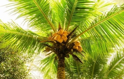 Conocé cuáles son los frutos de palmera | Recetas Nestlé