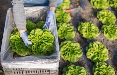 Cuáles son los tipos de lechuga que existen | Recetas Nestlé