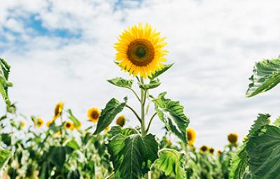 Flor y semillas de girasol en un campo repleto de girasoles y sus hojas Flor y semillas de girasol en un campo repleto de girasoles y sus hojas