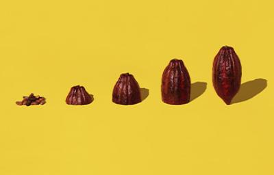 Semillas y frutos de cacao alineadas sobre un fondo amarillo para celebrar el Día Internacional del Cacao Semillas y frutos de cacao alineadas sobre un fondo amarillo para celebrar el Día Internacional del Cacao