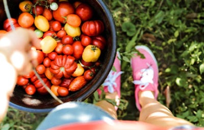 Distintos tipos de tomates en un balde