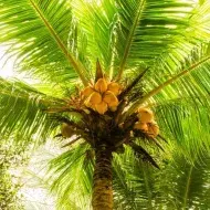 Conocé cuáles son los frutos de palmera | Recetas Nestlé