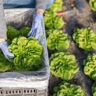 Cuáles son los tipos de lechuga que existen | Recetas Nestlé