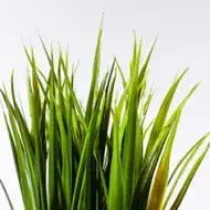  Planta para qué sirve la sábila