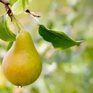Pera madura en árbol, propiedades y recetas