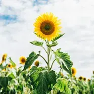 Flor y semillas de girasol en un campo repleto de girasoles y sus hojas