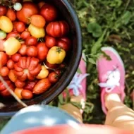 Distintos tipos de tomates en un balde