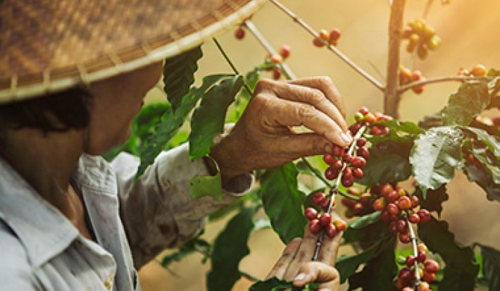 Día internacional del café granos recolectados manualmente Día internacional del café granos recolectados manualmente