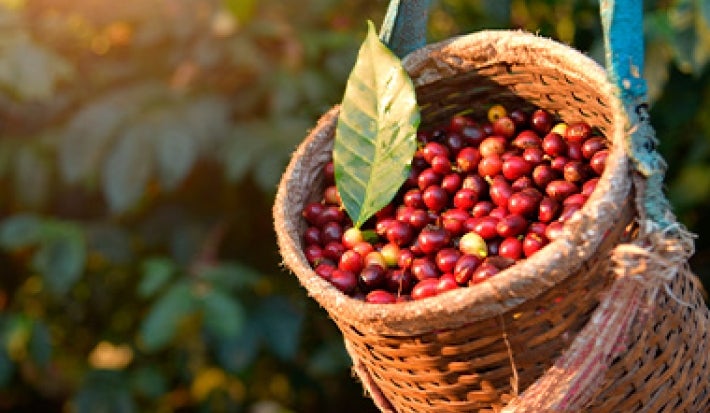 Día internacional del café granos recolectados sin despulpar Día internacional del café granos recolectados sin despulpar