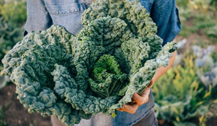Kale verduras verdes Kale verduras verdes