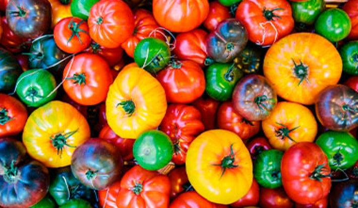 Tomates de distintos tamaños y colores, como amarillos, rojos y verdes. Tomates de distintos tamaños y colores, como amarillos, rojos y verdes.