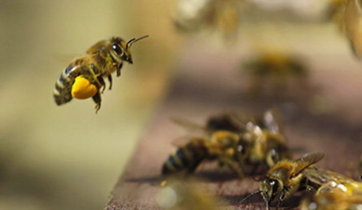 Abejas produciendo miel Abejas produciendo miel