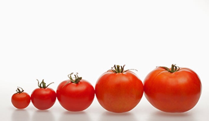 Tomates de distintos tamaños para usar en una salsa pomodoro. Tomates de distintos tamaños para usar en una salsa pomodoro.